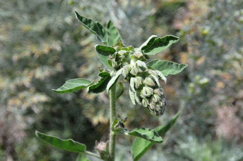 Lavatera olbia / Malvone perenne